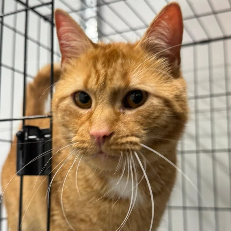 An adult medium-sized male Orange / Red Domestic Short Hair cat named Rufus ARC for adoption in Akron, NY