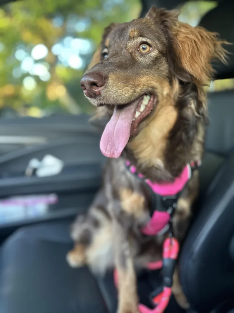 A young medium-sized female Australian Shepherd dog named Chloe for adoption in Tampa, FL