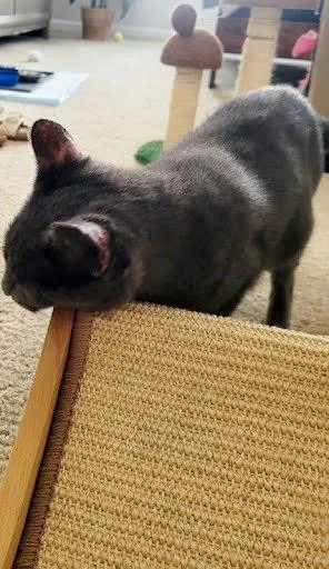A young medium-sized female Domestic Short Hair cat named Delilah for adoption in Raleigh, NC
