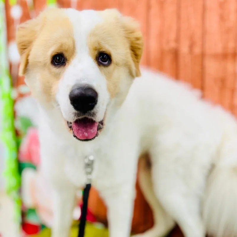 A young large-sized male White / Cream Great Pyrenees dog named Milo for adoption in Lebanon, MO