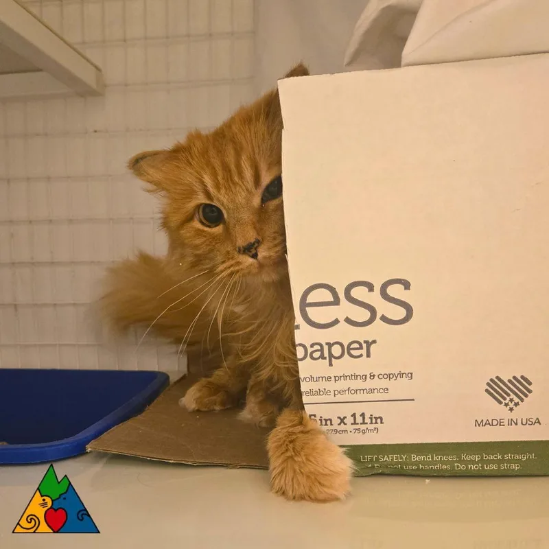 An adult medium-sized male Orange / Red Domestic Long Hair cat named Charming for adoption in Douglas, WY