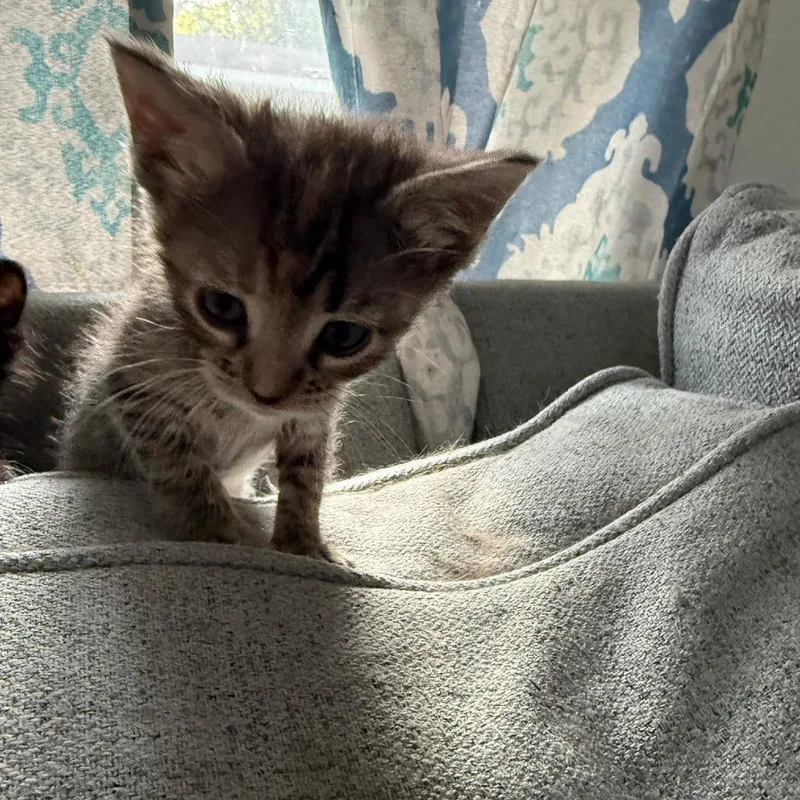 A baby small-sized female Gray / Blue / Silver Domestic Short Hair cat named Fern for adoption in Little Rock, AR