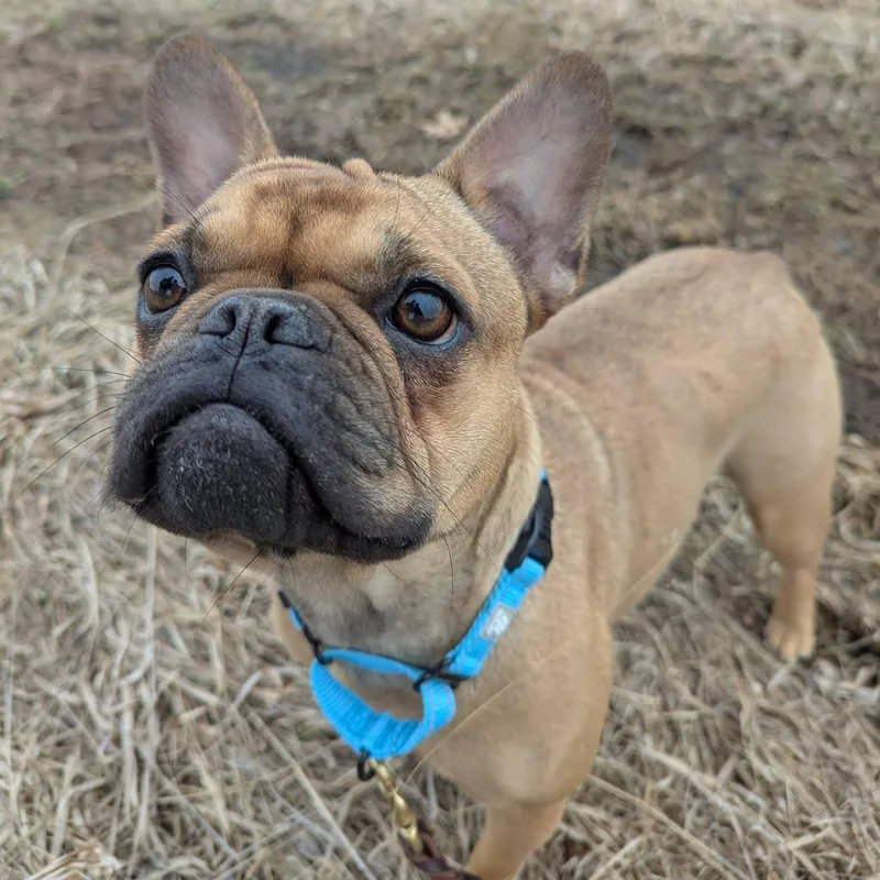A young small-sized female French Bulldog dog named Isabelle for adoption in Little Falls, MN