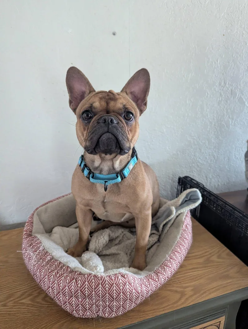 Isabelle thumbnail 4