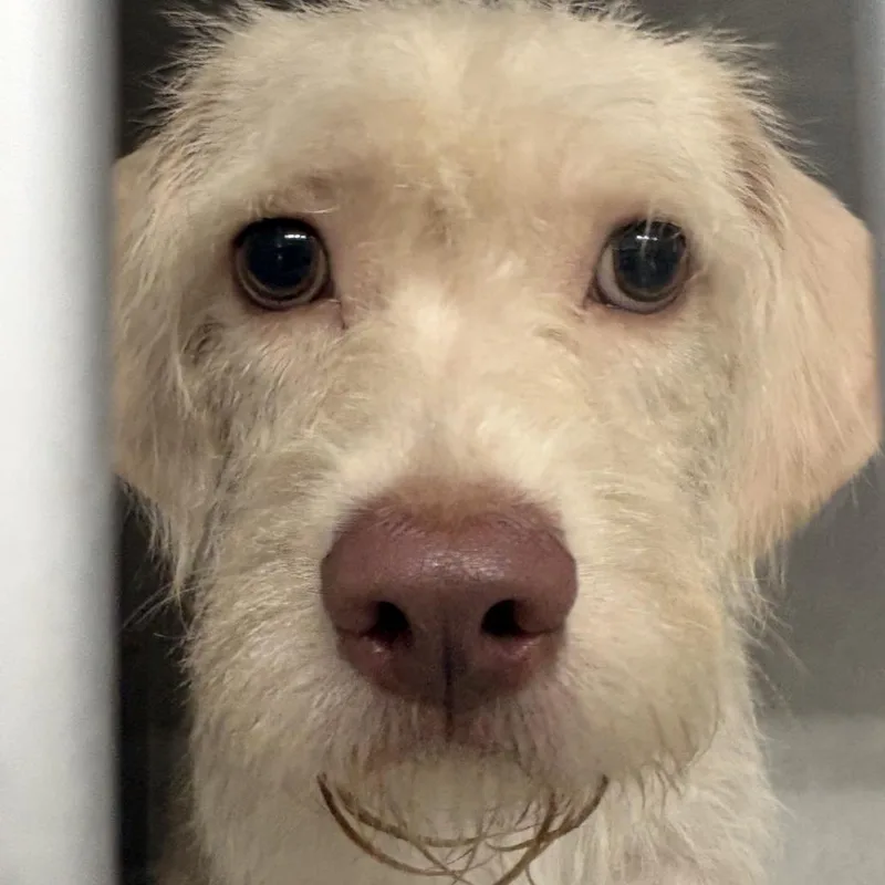 A young medium-sized male White / Cream Maltese dog named Elliott for adoption in Northbrook, IL