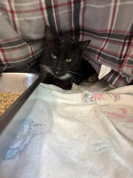 An adult medium-sized male Domestic Short Hair cat named Cuga for adoption in Canton, GA