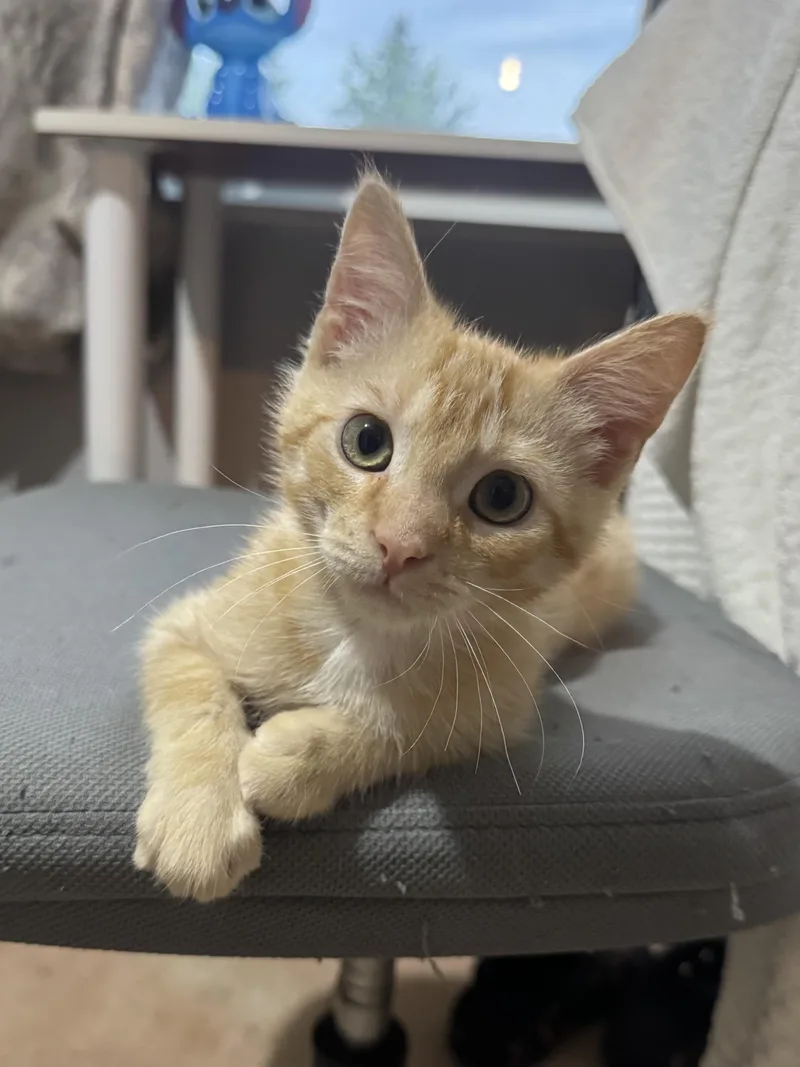A baby small-sized female Tabby (Orange / Red) Domestic Short Hair cat named Jill for adoption in Faribault, MN