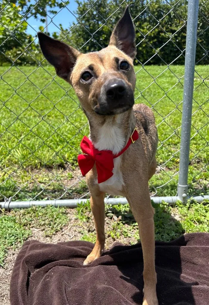 A young medium-sized female Terrier dog named Mandie for adoption in Cape Coral, FL