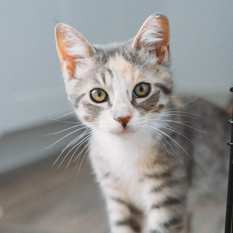 A baby small-sized female Torbie Domestic Short Hair cat named St. Helens Jessup for adoption in Eagle Mountain, UT