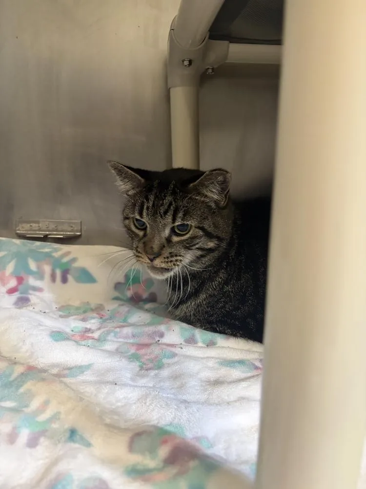 A senior large-sized male Domestic Short Hair cat named Tony for adoption in Bowling Green, OH