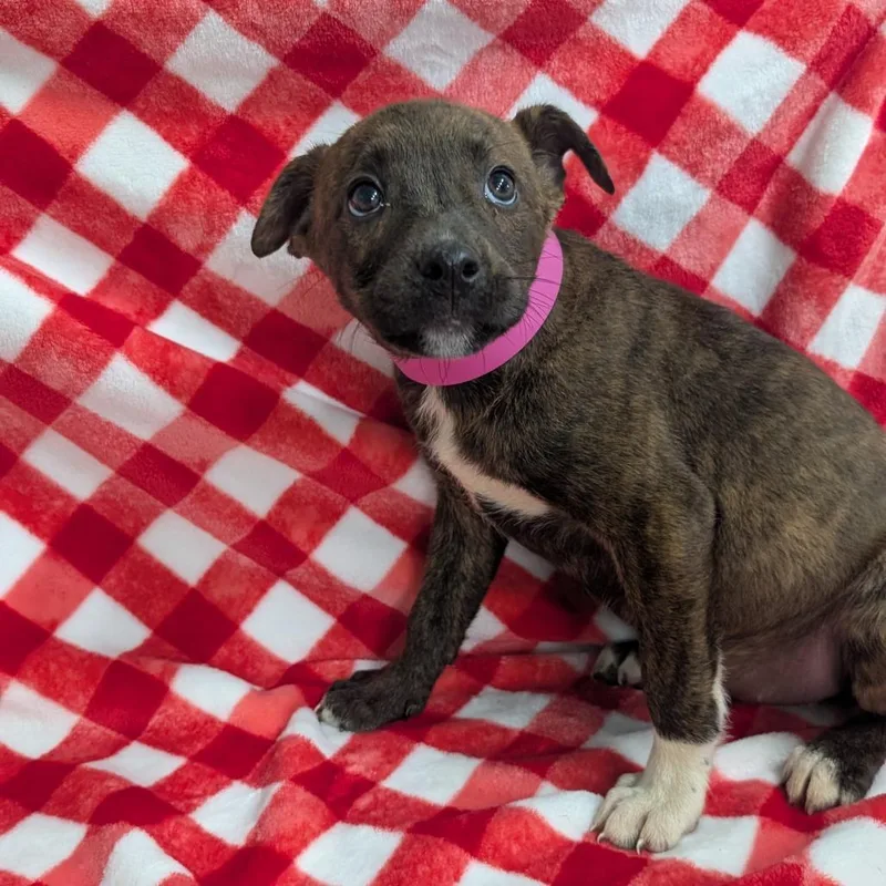 A baby medium-sized female Brindle Mixed Breed dog named Puppy C for adoption in Jefferson city, TN