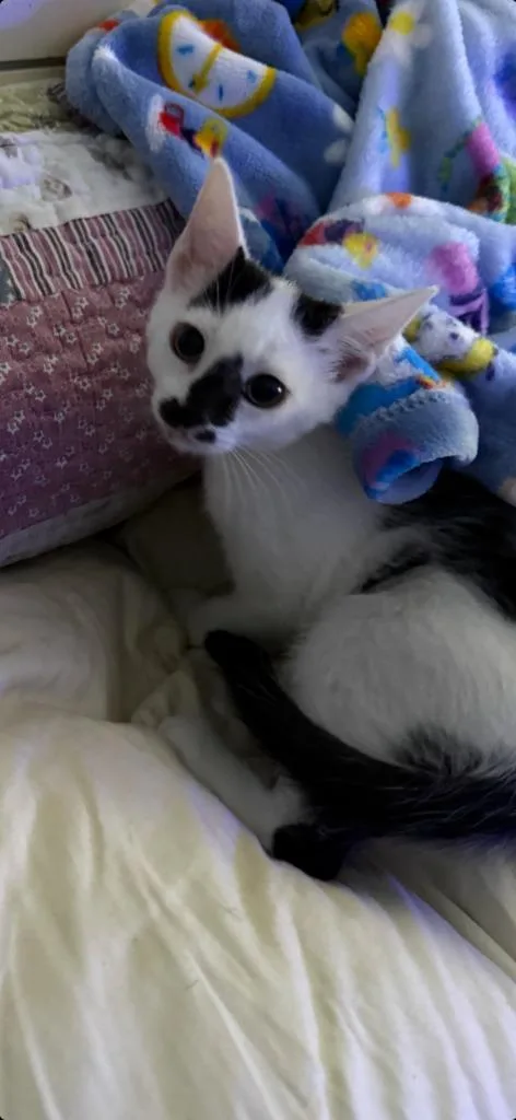 A baby medium-sized female Domestic Short Hair cat named Poppy for adoption in Johnson City, TN