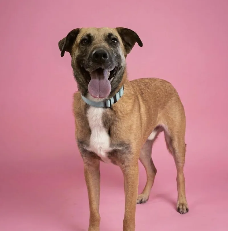 An adult medium-sized male Tricolor (Brown, Black, & White) German Shepherd Dog dog named Ranger for adoption in CUMMING, GA
