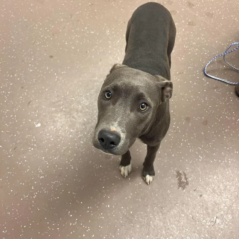 An adult medium-sized female Gray / Blue / Silver Pit Bull Terrier dog named Xena for adoption in Northbrook, IL