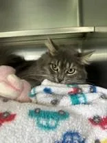 An adult medium-sized female Tabby (Gray / Blue / Silver) Domestic Long Hair cat named BlueBell for adoption in Manitowoc, WI