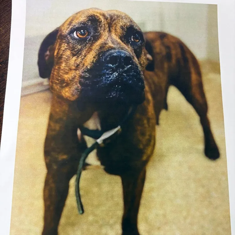 An adult small-sized female Brindle Terrier dog named Temples for adoption in LOXAHATCHEE, FL