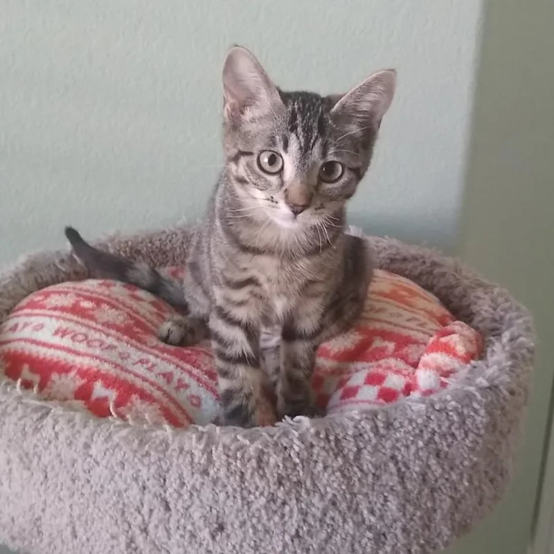 A baby small-sized female Brown / Chocolate Domestic Short Hair cat named Camden for adoption in Las Vegas, NV