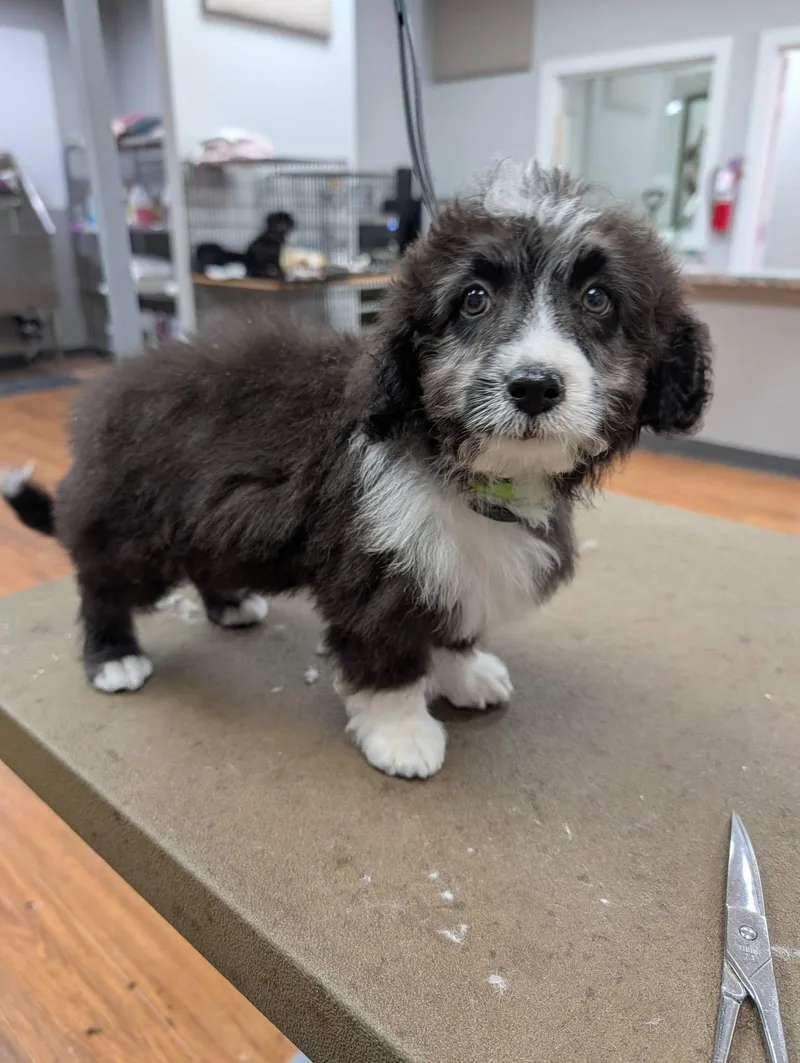 A baby small-sized male Miniature Poodle dog named Pepe' for adoption in LEWISTON, ID