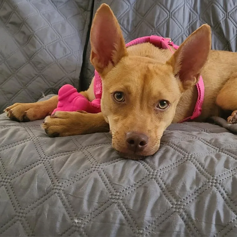 An adult medium-sized female Yellow / Tan / Blond / Fawn Mixed Breed dog named Fiona for adoption in Hollister, FL