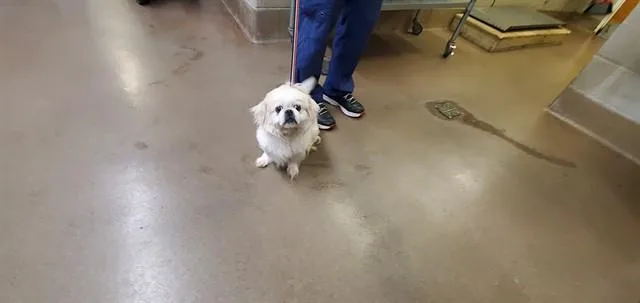 A senior small-sized male Pekingese dog named Cody for adoption in Aurora, IL