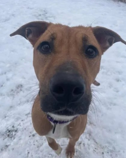 Dumpling thumbnail 4