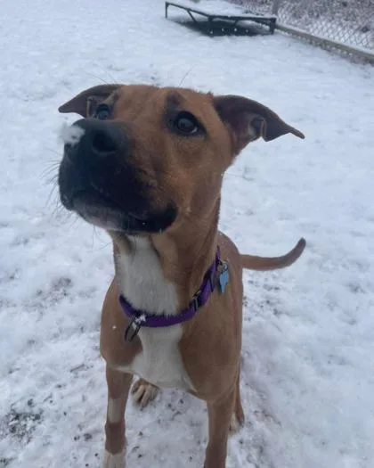 Dumpling thumbnail 5