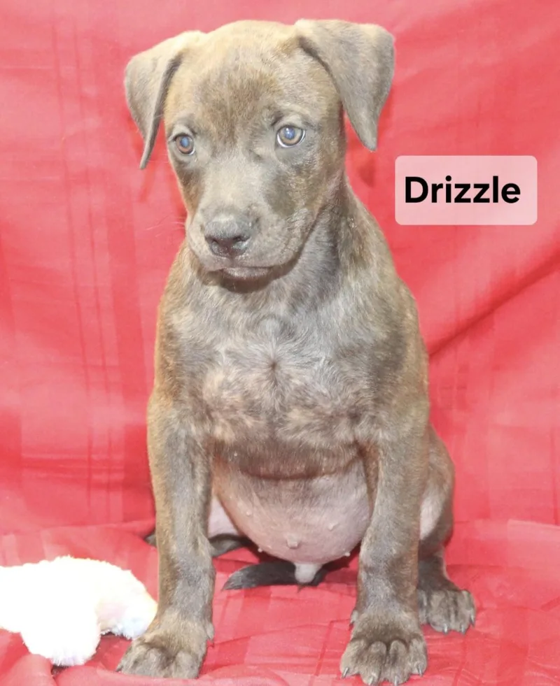 A baby medium-sized male Labrador Retriever dog named Drizzle for adoption in Manchester, CT