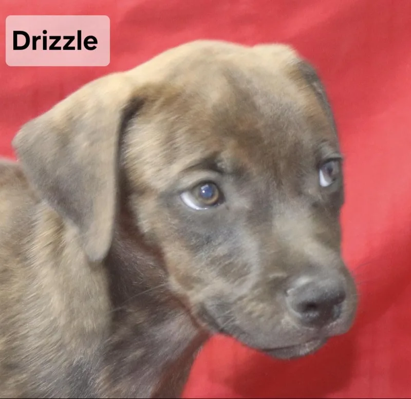 Drizzle thumbnail 2