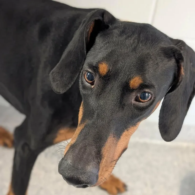 An adult large-sized male Black Doberman Pinscher dog named Shadow for adoption in Sandown, NH