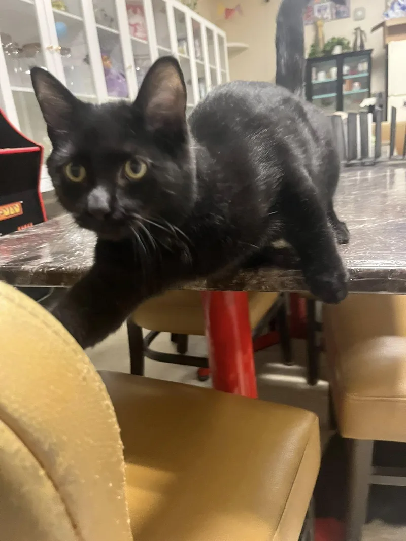 Thackery Binx
