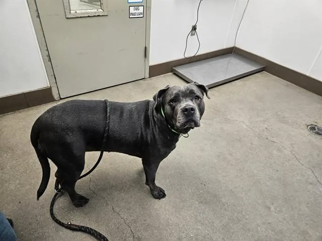 An adult extra large-sized female Cane Corso dog named Bleu Belle for adoption in Tucson, AZ