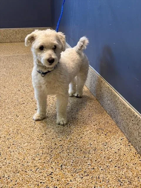 A young small-sized male Maltese dog named Fido for adoption in Miami, FL