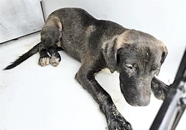 An adult medium-sized female Labrador Retriever dog named Chala for adoption in Houston, TX