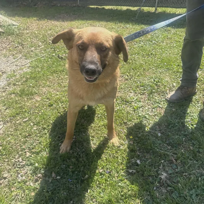 A young medium-sized male Yellow / Tan / Blond / Fawn Shepherd dog named Koda for adoption in CHURCHVILLE, NY