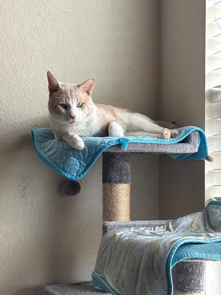 An adult medium-sized male Domestic Short Hair cat named Nelson for adoption in San Antonio, TX