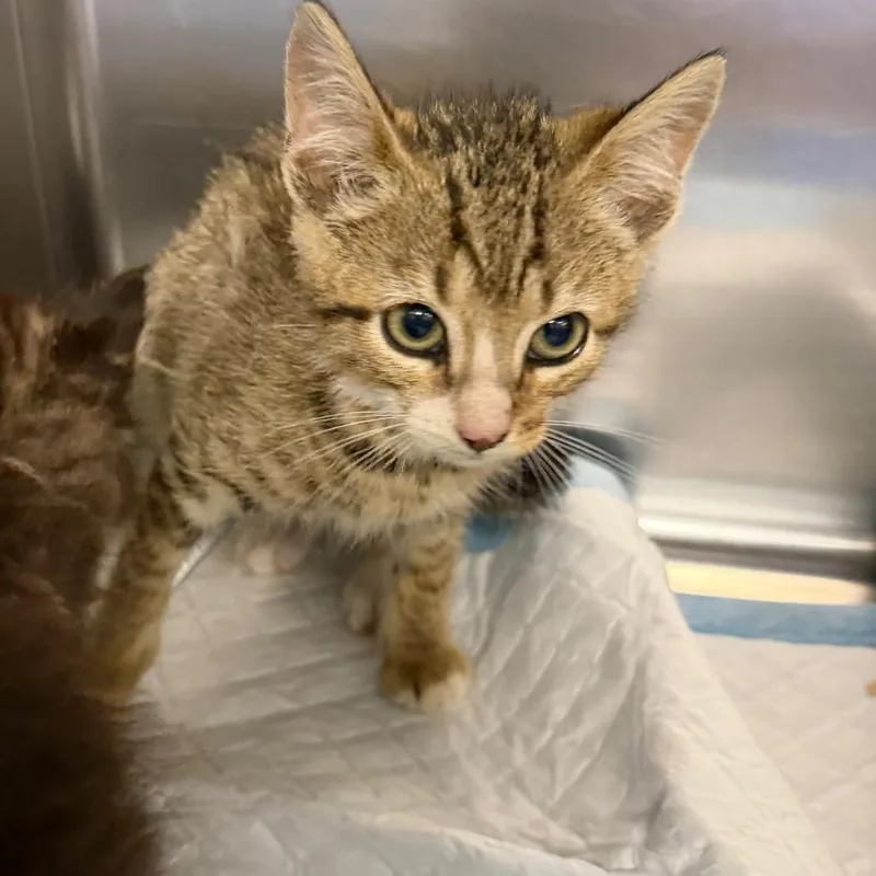 A baby small-sized male Brown / Chocolate Domestic Short Hair cat named Spaghettios for adoption in Greensboro, NC