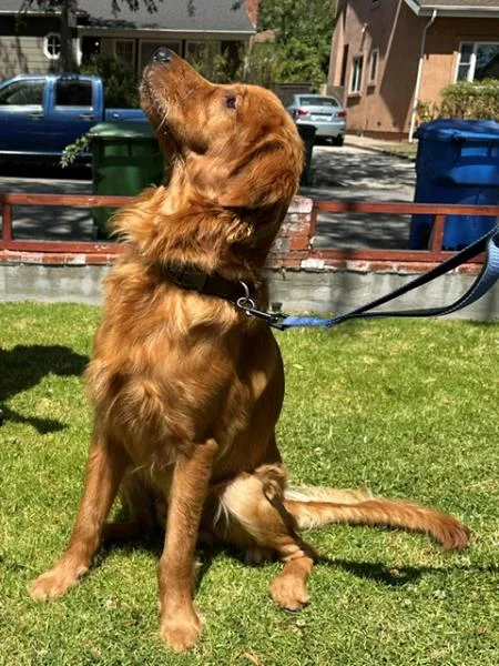 A young large-sized male Golden Retriever dog named Obi for adoption in Los Angeles, CA