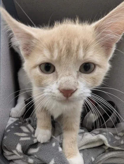 A baby small-sized male Domestic Short Hair cat named Creamsicle I AM for adoption in East Brookfield, MA