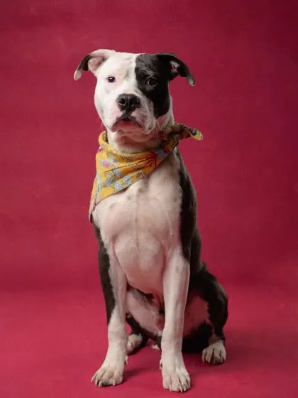 An adult large-sized male American Staffordshire Terrier dog named Mr Bombastic for adoption in Atlanta, GA