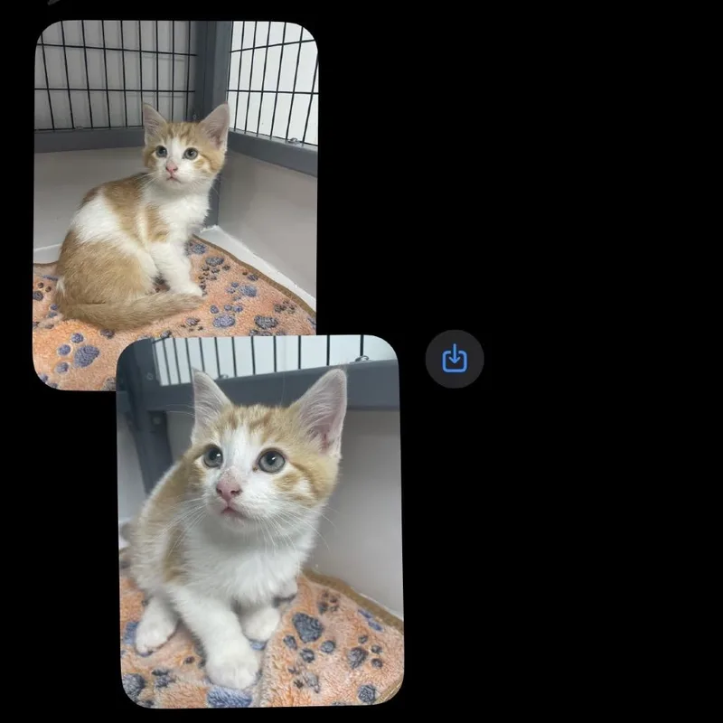 A baby small-sized male White Domestic Short Hair cat named Male   Orange for adoption in Shelbyville, IL