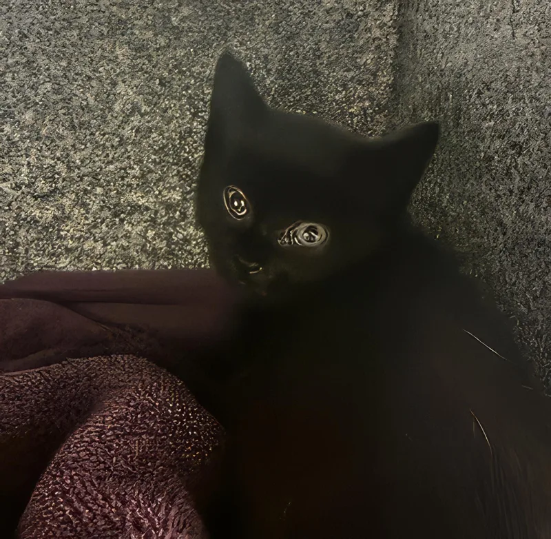 A baby medium-sized female Black Domestic Short Hair cat named Roe for adoption in Nashville, TN