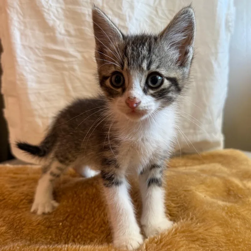 A baby small-sized male Brown / Chocolate Domestic Short Hair cat named Frost for adoption in Stephenville, TX