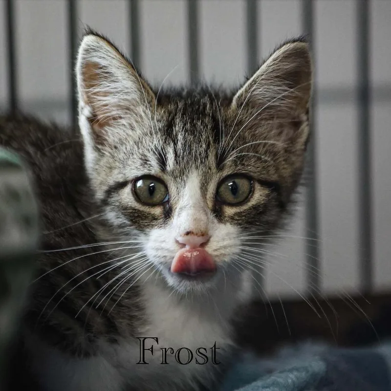 Frost thumbnail 4