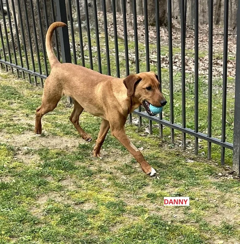 A young medium-sized male Red / Chestnut / Orange Rhodesian Ridgeback dog named Danny.....fee Sponsored for adoption in Byrdstown, TN