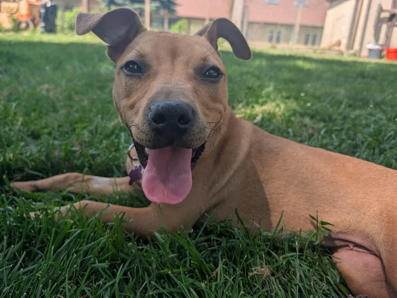 A baby medium-sized female Apricot / Beige Pit Bull Terrier dog named Azula for adoption in Mount Morris, MI