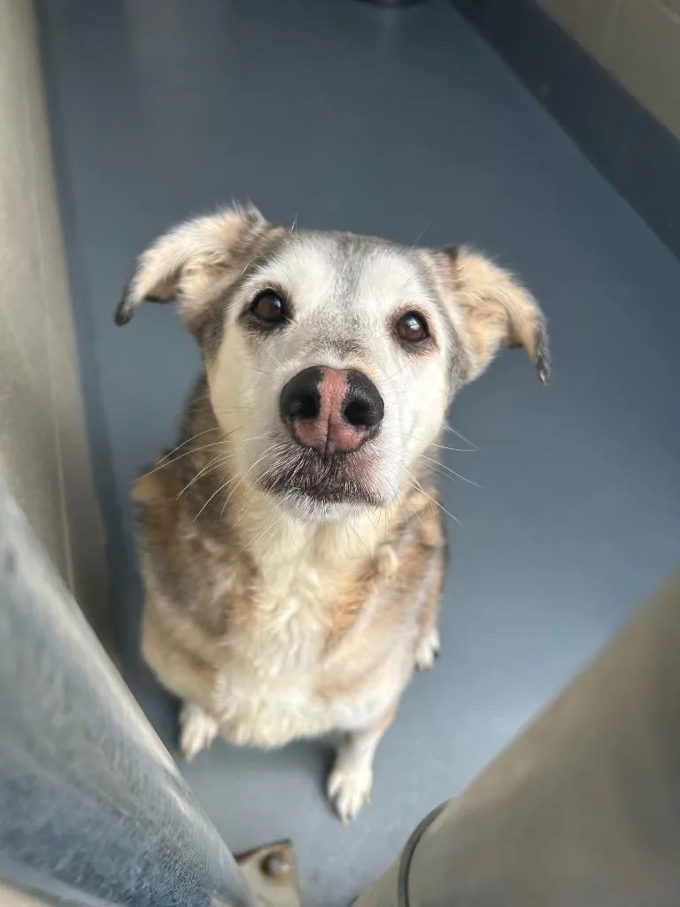A senior large-sized male German Shepherd Dog dog named Paxton for adoption in Johnson City, TN