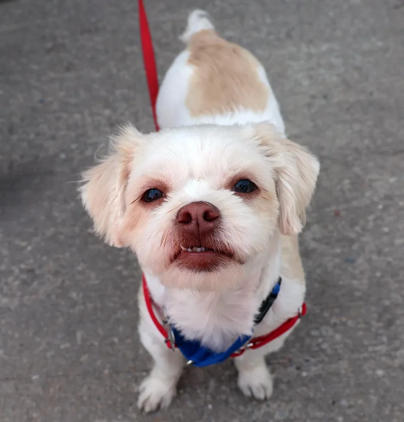 A young small-sized female Maltese dog named Tootie for adoption in Harrison, NY