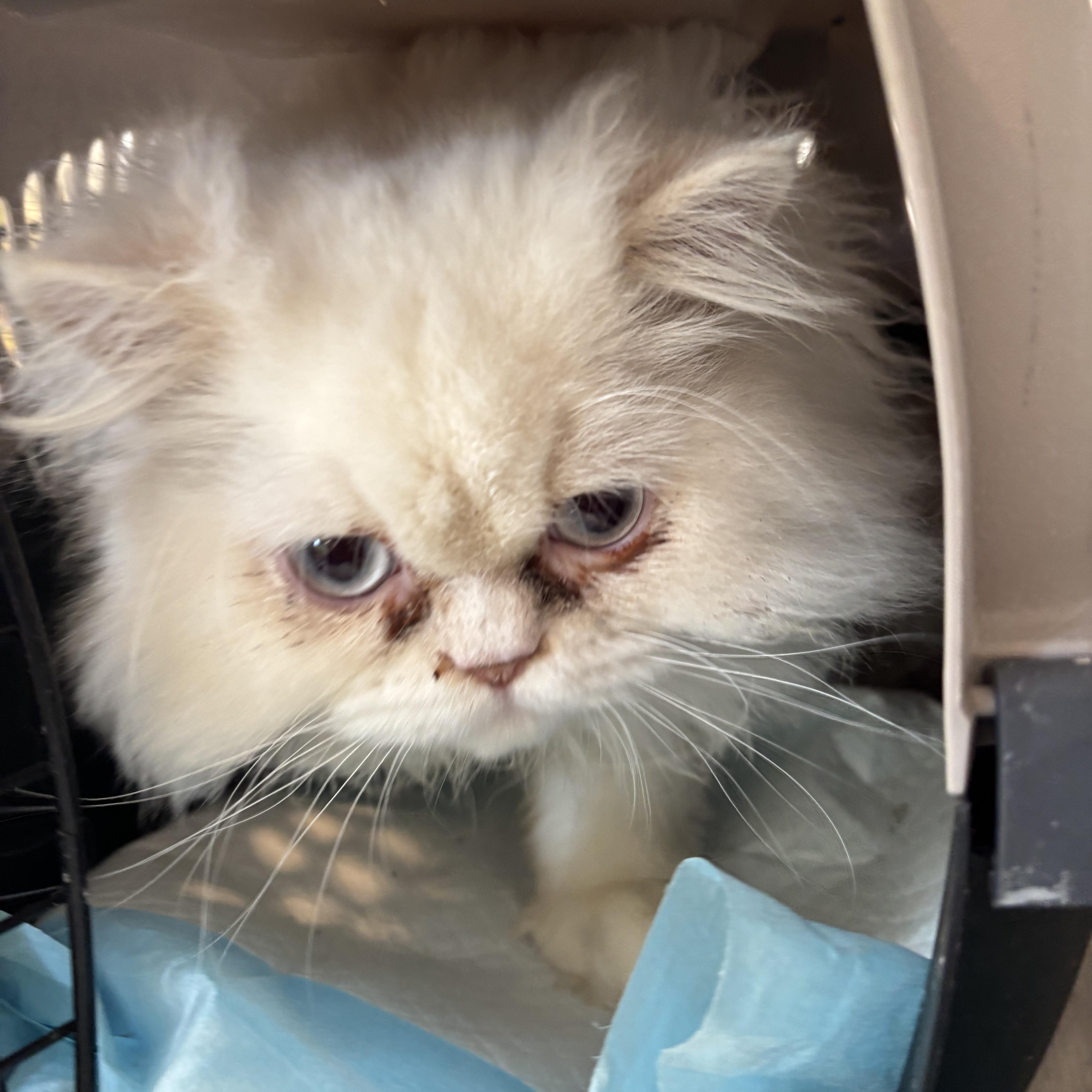 Skor And Leo thumbnail 5