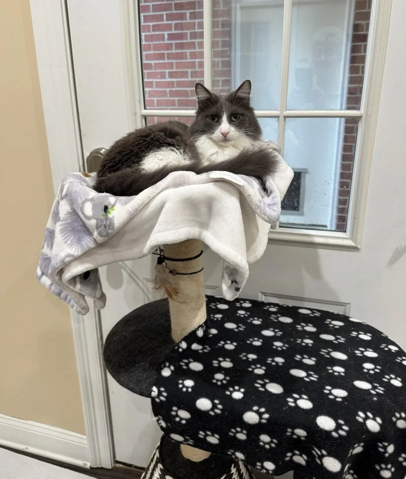 A senior small-sized male Domestic Medium Hair cat named Stuart C Harrell for adoption in Saunderstown, RI
