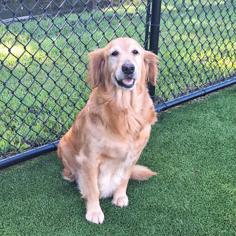 An adult medium-sized female Golden Retriever dog named Lemon Drop for adoption in LOXAHATCHEE, FL